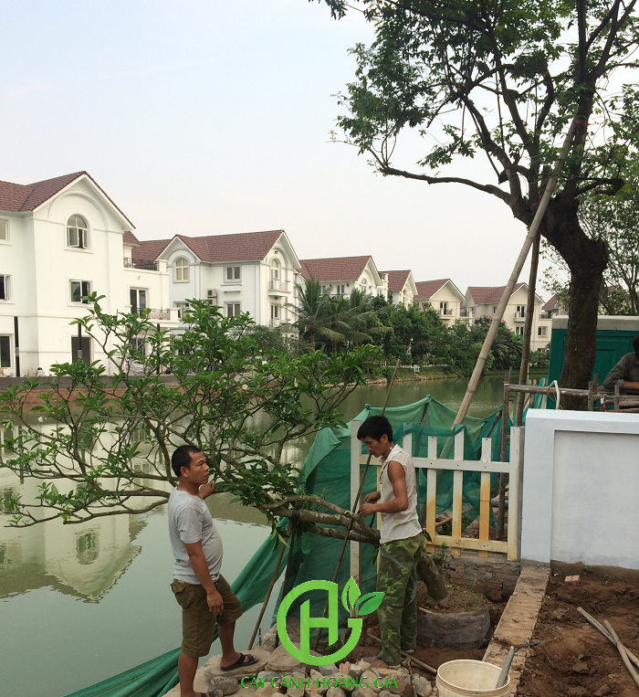 trong-cay-ngoc-but-tai-vin-home-river-side